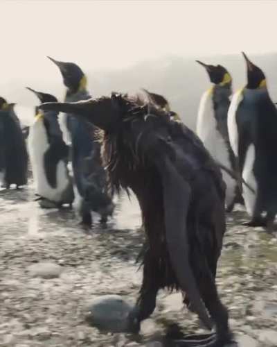 ? Awkward adolescent penguin chick walked on South Georgia Island.