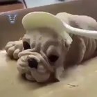 Poor dogs!
