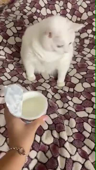 Cat refuses Milk "politely"...