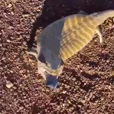 ? This Blue-tongued skink and its little threat display ?