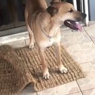 "Here’s a video of my cat trying to get my dog’s tail through a glass door. it will brighten your day"