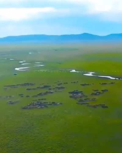 ? Wild horses in Mongolia