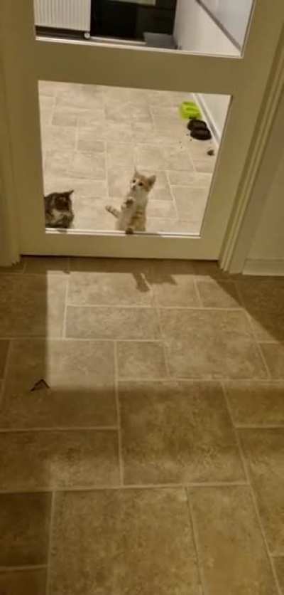 Kitty secure glas, doesn't keep them from trying to get out though.