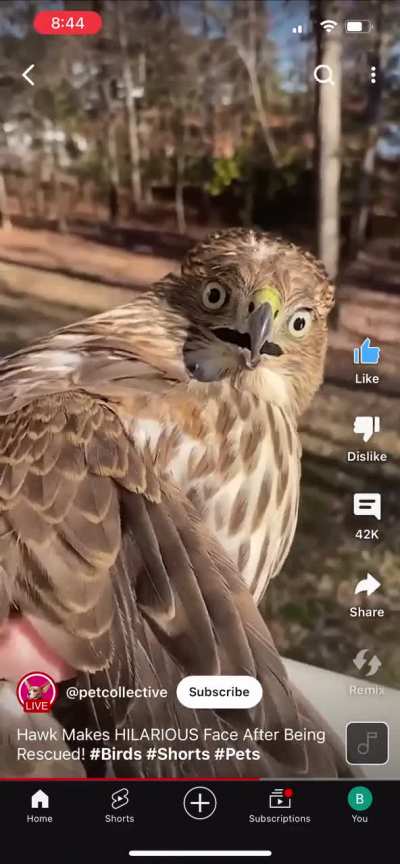 Lady rescues a Hawk with her bare hands.  Hawk can’t believe it.
