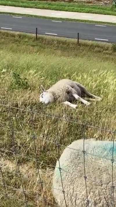 ? Sheep eating while taking a nap