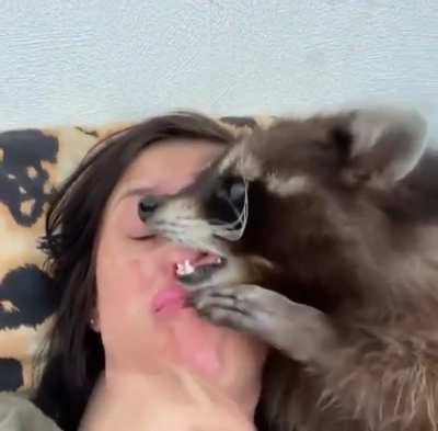 Pet raccoon ? would y’all have one ?