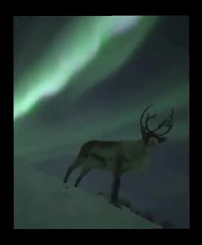 ? A gorgeous reindeer under the Northern Lights