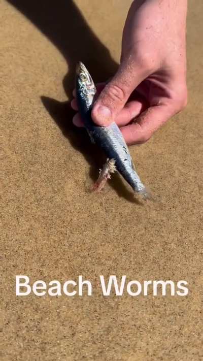 ?Australonuphis or beach worm, you don't see it but it sees you