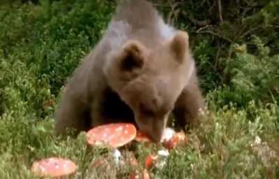Bear is grilled!
