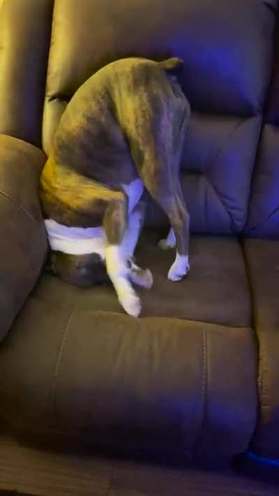 A ridiculous animal