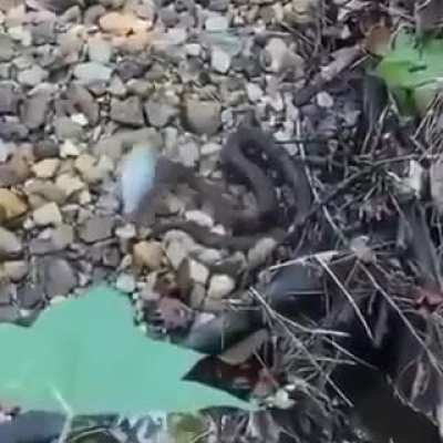 The fish is still alive, bro!
