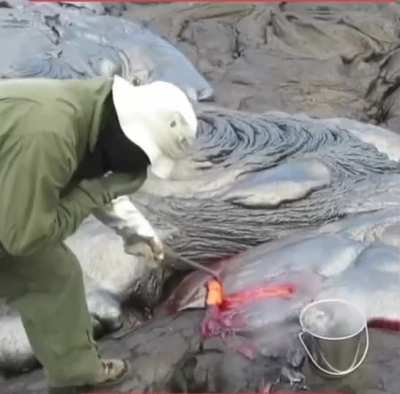 Geologist collects a fresh volcanic lava sample