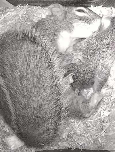 Squirrel mother and baby ?
