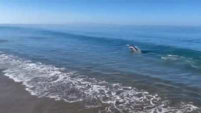 Santa Cruz surf photographer Dave "Nelly" Nelson captures a young sea lion wanting to play fetch with his dog