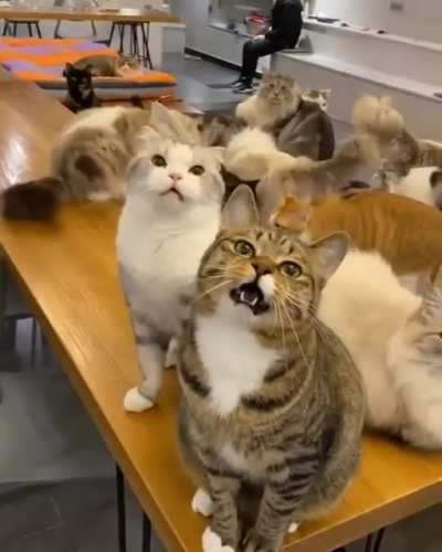 "Please play with us."