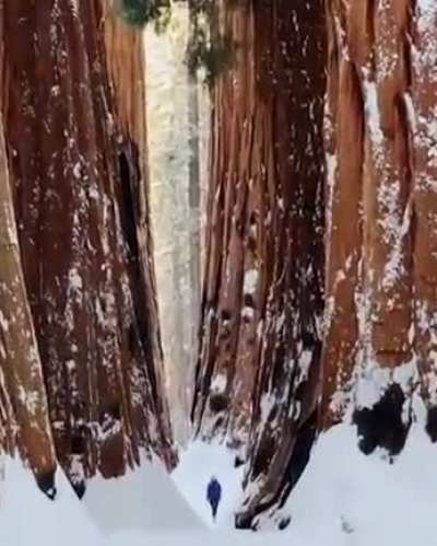?Giant Sequoias with a human to scale