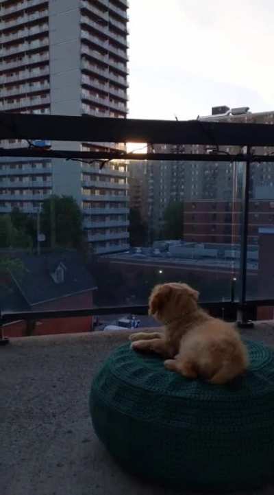 This is where Molly sits and watches the world every evening at sunset.