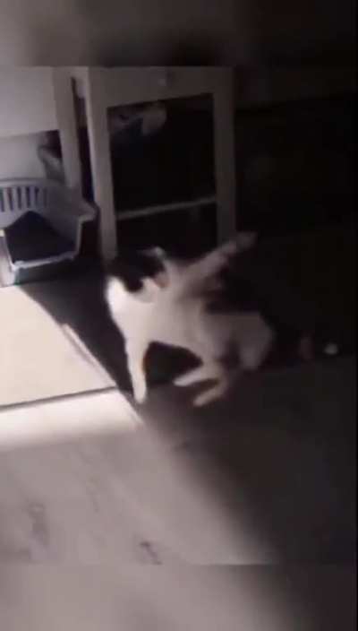 Cats VS Dogs