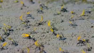 ? Synchronous waving by male Fiddler crabs. Waving in done in unison to display fitness & size. It has been found that males which are chosen by females had higher wave rates than non - chosen males.