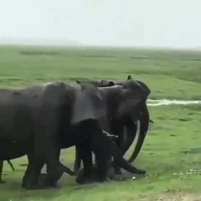 ? The birth of an Elephant calf ?