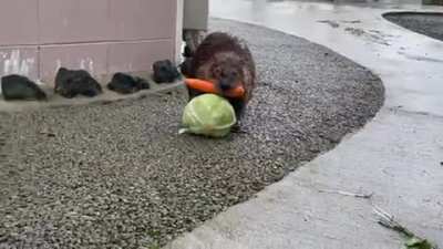 Here's a Beaver carrying a carrot and a head of lettuce back to his home.