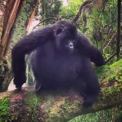Little Gorilla knows how to make an entrance.