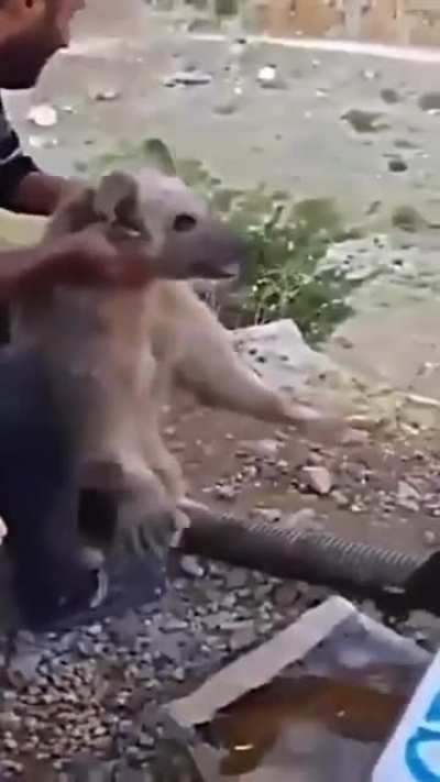 helping a stuck bear