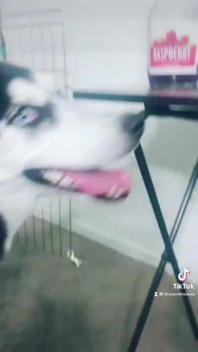 Are adorable pups allowed on here??