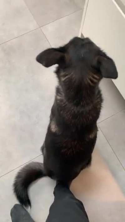 When doggo is so happy I’m home she won’t get off my foot ??