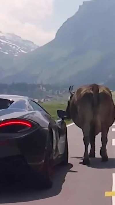 When the real OG lamborghini is on the road.