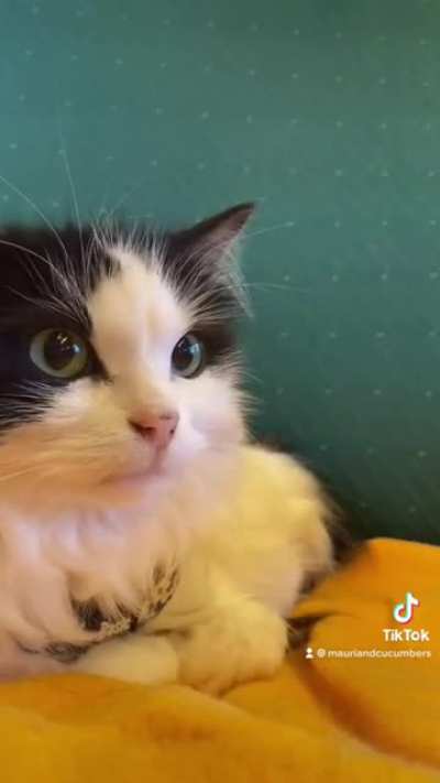 My cat meeting his soulmate on a train. ???
