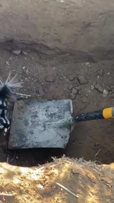 To get out of the hole... or not.