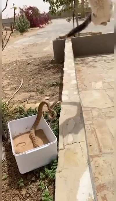 The reaction speed of this cat