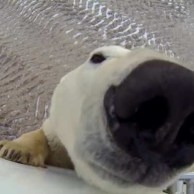 ? Just a curious Polar Bear having a nosey around...