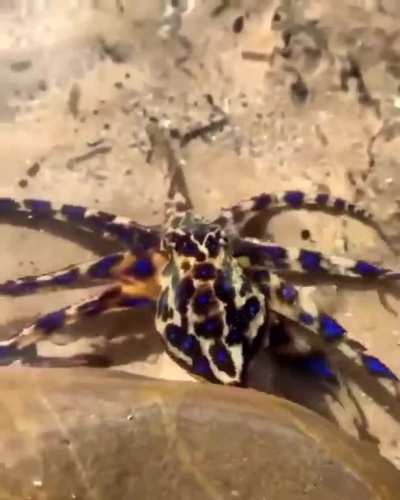 ? The beautiful and deadly blue ringed octopus.