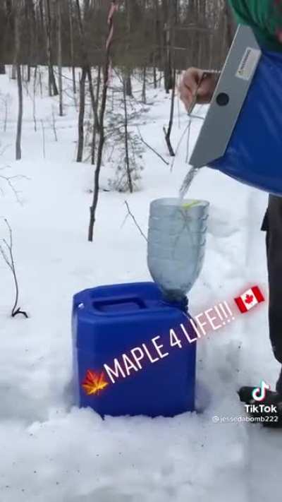 Collecting sap to make some maple syrup! ?
