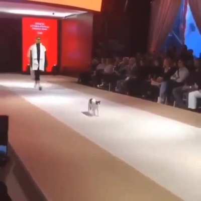 A literal catwalk!