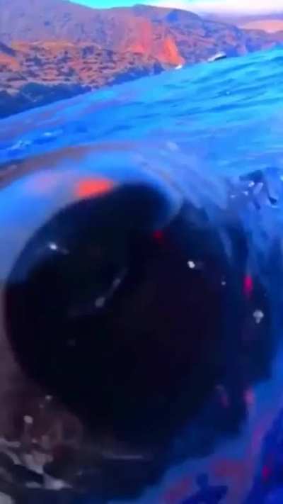 ? Great white shark appears out of nowhere