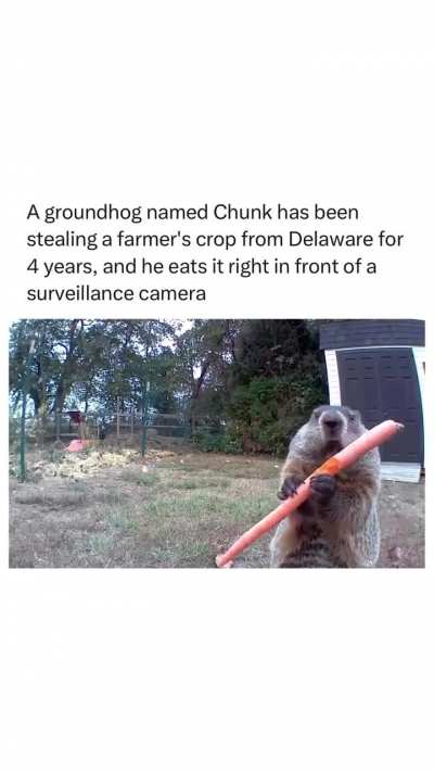 Chonk chonk