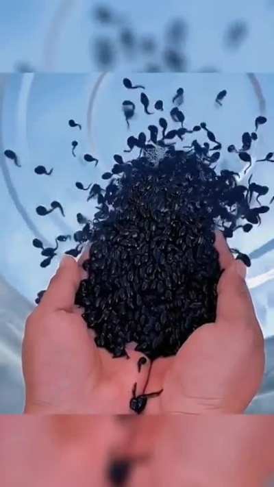 Releasing tadpoles into water