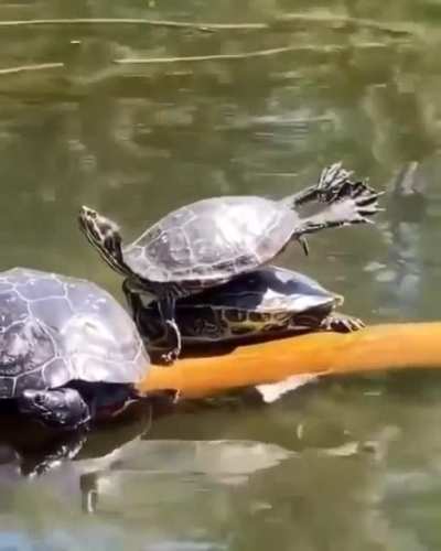 I wonder if they are practicing that move in Dirty Dancing ? ?