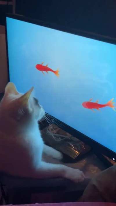 She nearly broke my monitor