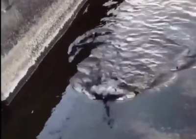 Fish in the river