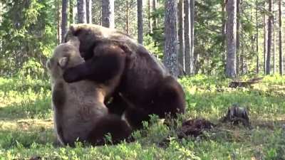 ? Two grizzly bears fighting