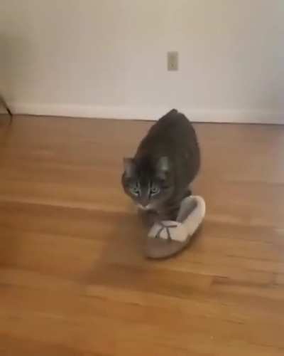 slipper cat