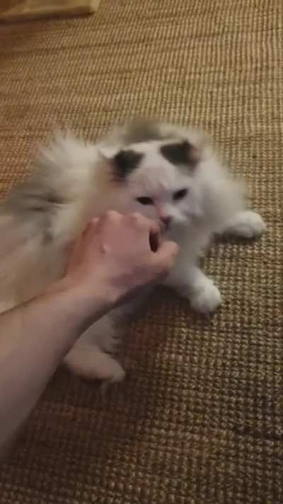 [OC] I'm "babysitting" a cat for my friend and I think he's finally warming up to me