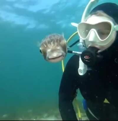 ? A fish and a diver