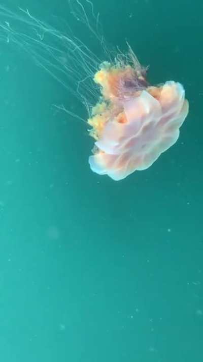 ? Lions Mane Jellyfish down at the local marina. Don’t swim here!