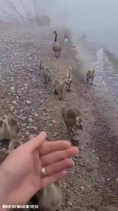? Guy gets a family of geese to take a picture with him.