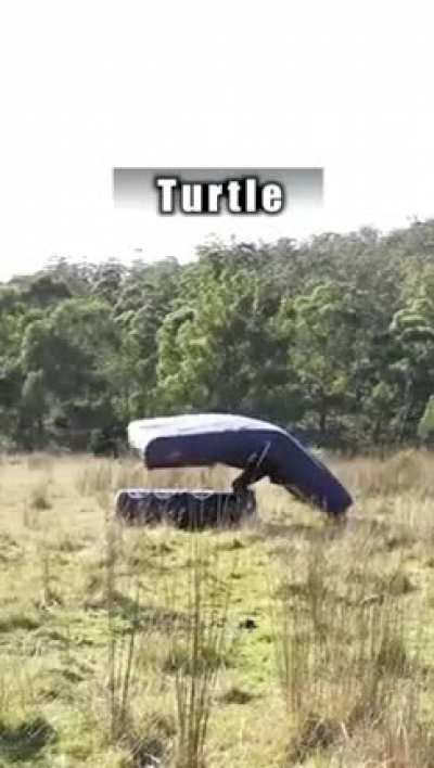 This reminds me of the "how animals eat" vid